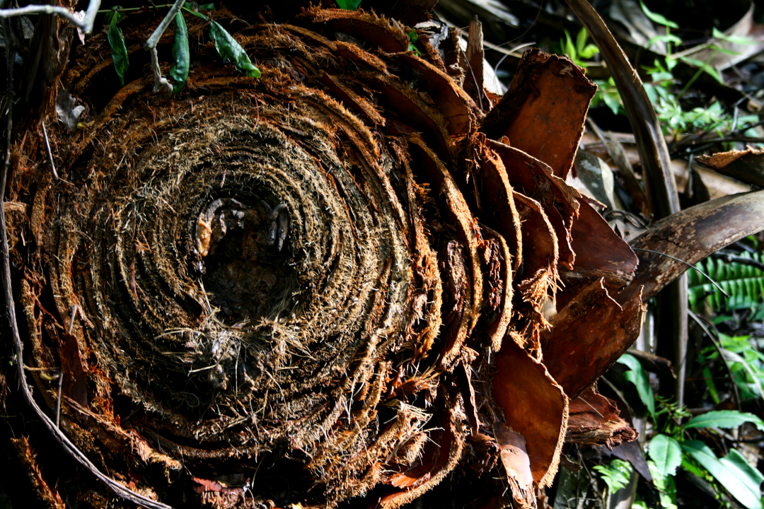 Image of a tree log that looks like a flower from Highlands Hammock State Park. Image of a tree log that looks like a flower from Highlands Hammock State Park.