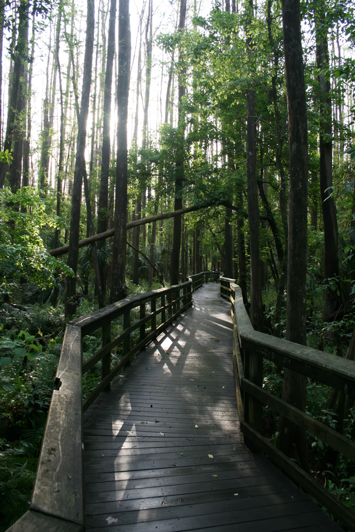 Picture of a boardwalk with water and tall trees at Highlands Hammock State Park in Florida. Picture of a boardwalk with water and tall trees at Highlands Hammock State Park in Florida.