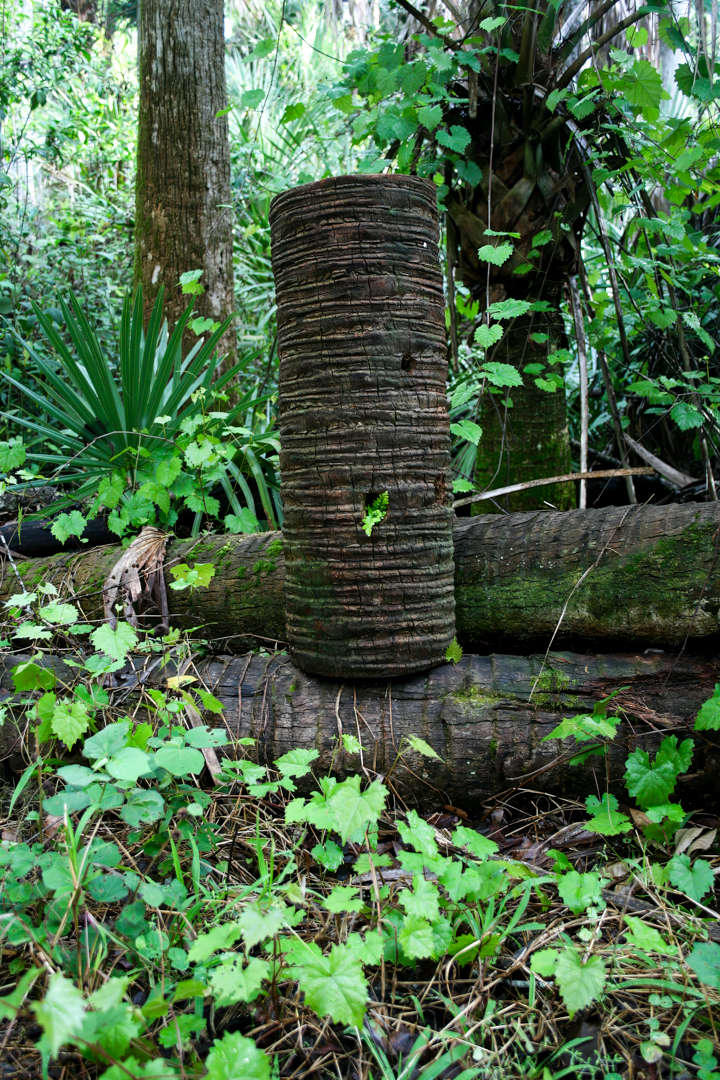 Picture of a log standing up on end with smooth ridges in it from a nature walk at Highlands Hammock State Park in Florida. Picture of a log standing up on end with smooth ridges in it from a nature walk at Highlands Hammock State Park in Florida.