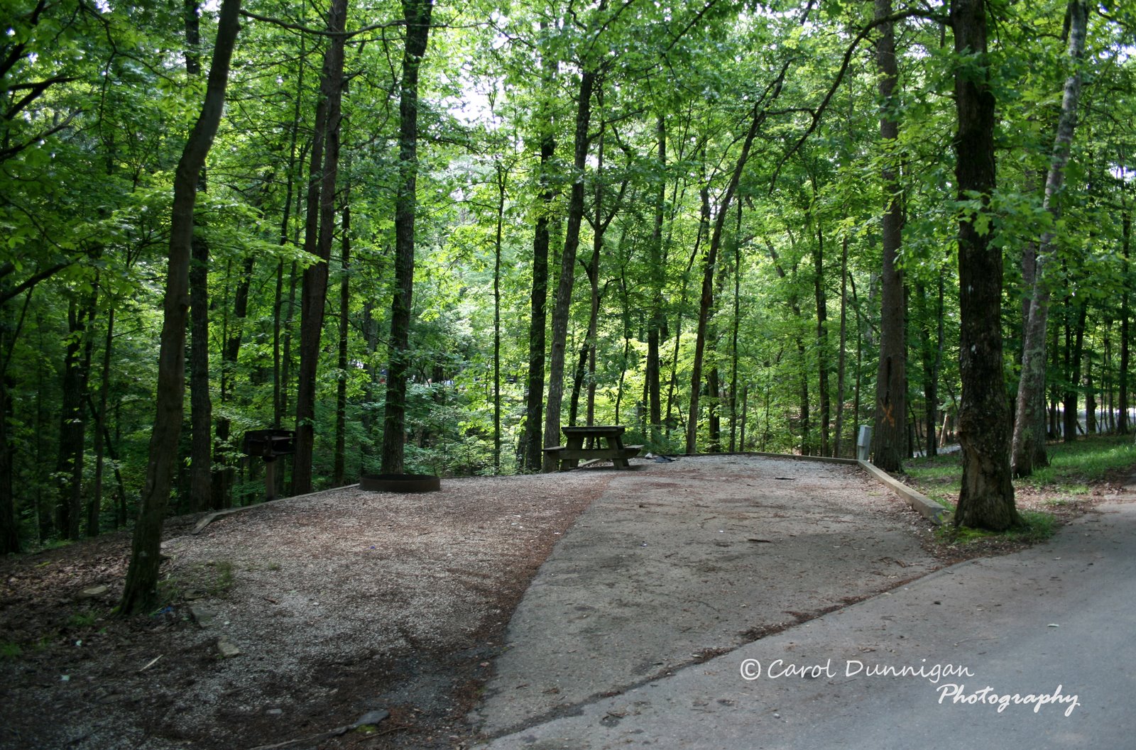 An image of an empty campsite. It has trees all around it.  It's very private.