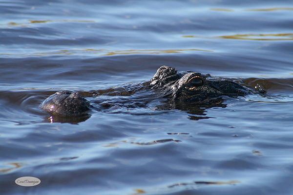 Close up picture of an alligator in the water. Close up picture of an alligator in the water.