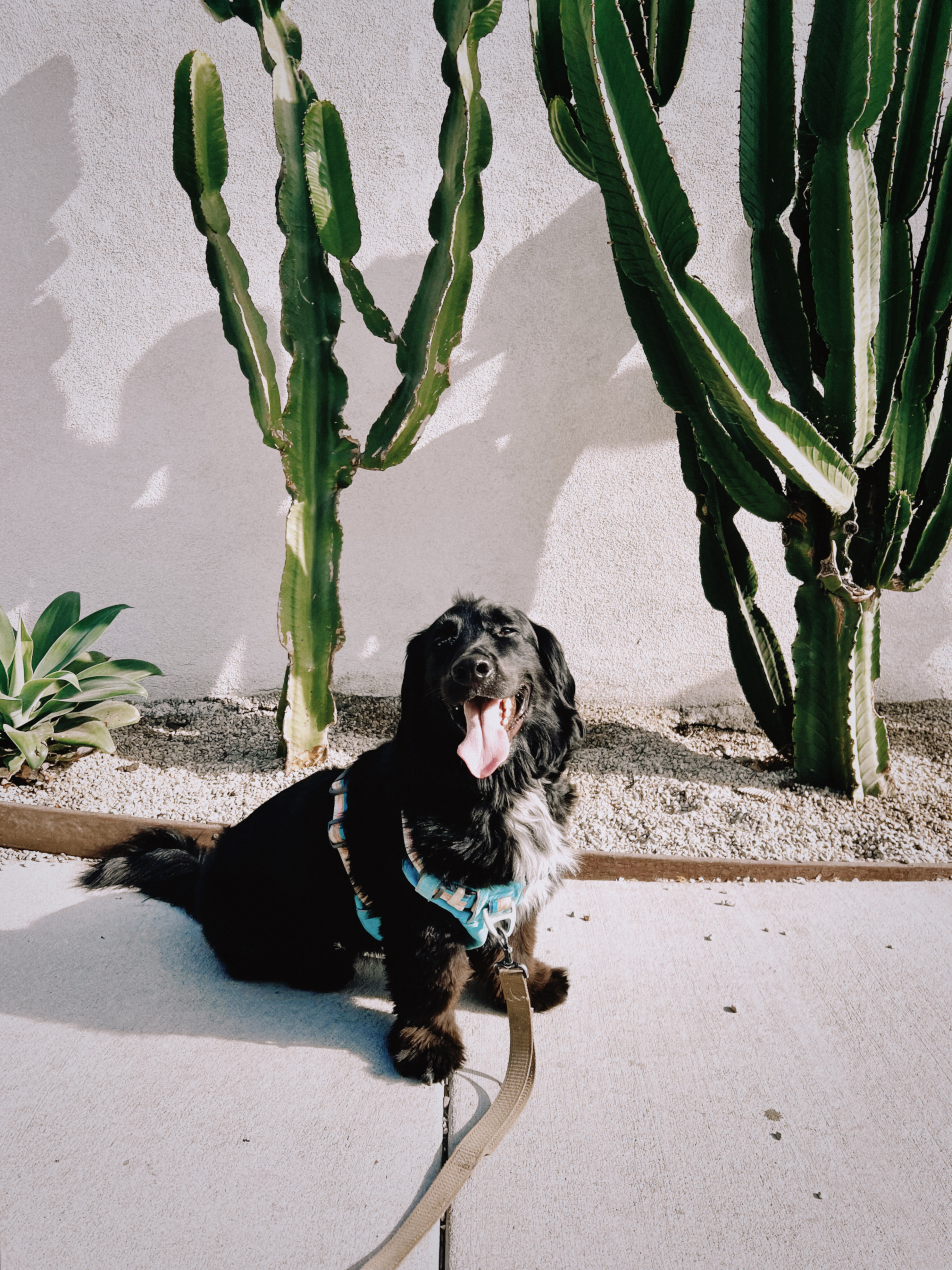 dog days at the desert botanical garden dog days at the desert botanical garden