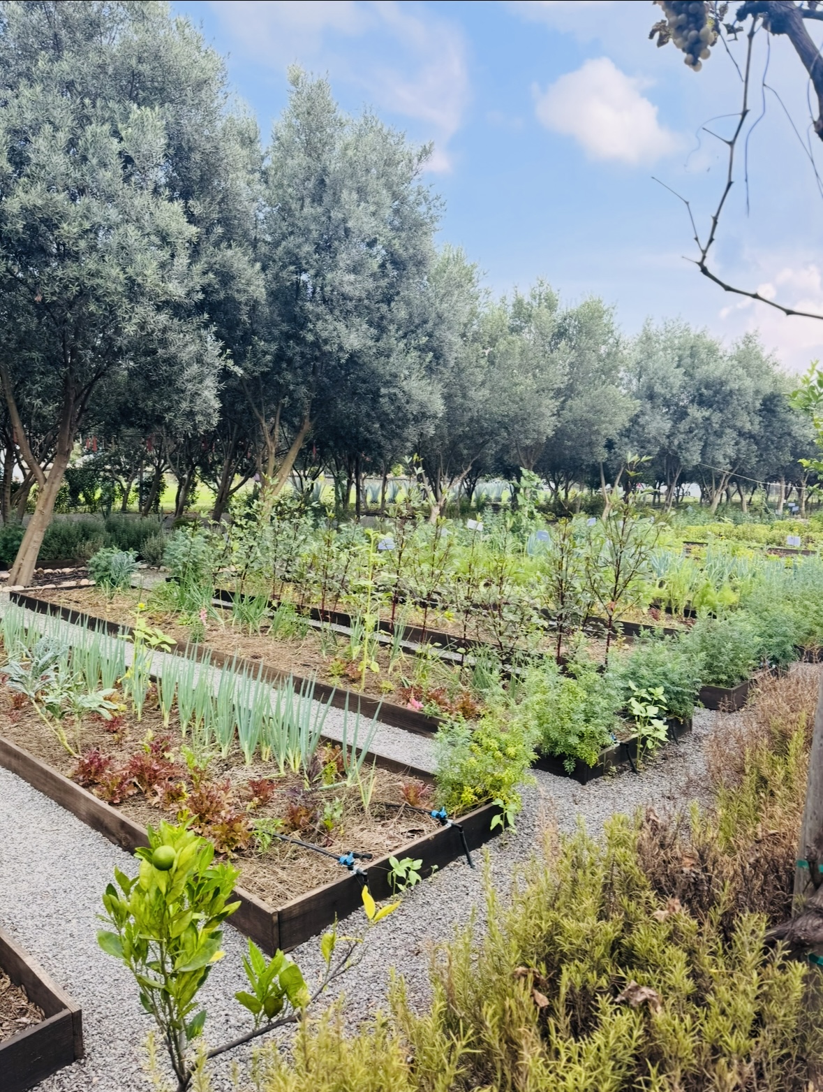 (Restaurante “Bárbaro” y su huerto)