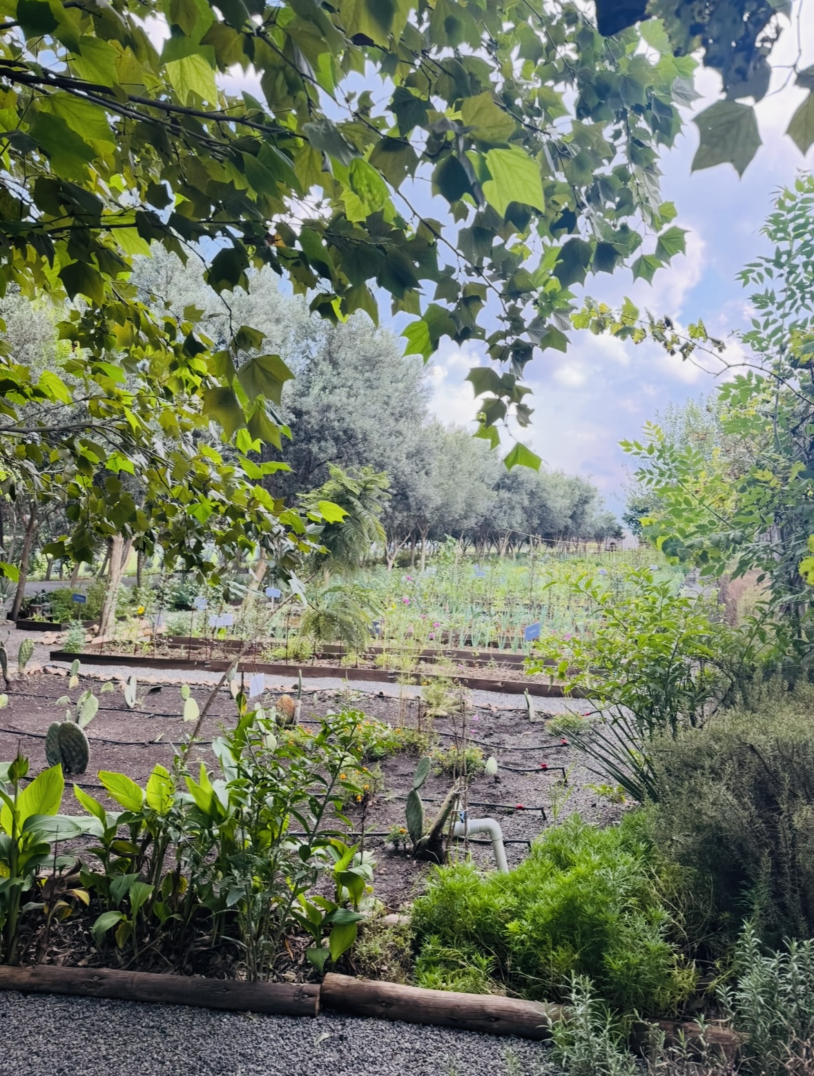 Huerto del Restaurante Bárbaro, Querétaro México