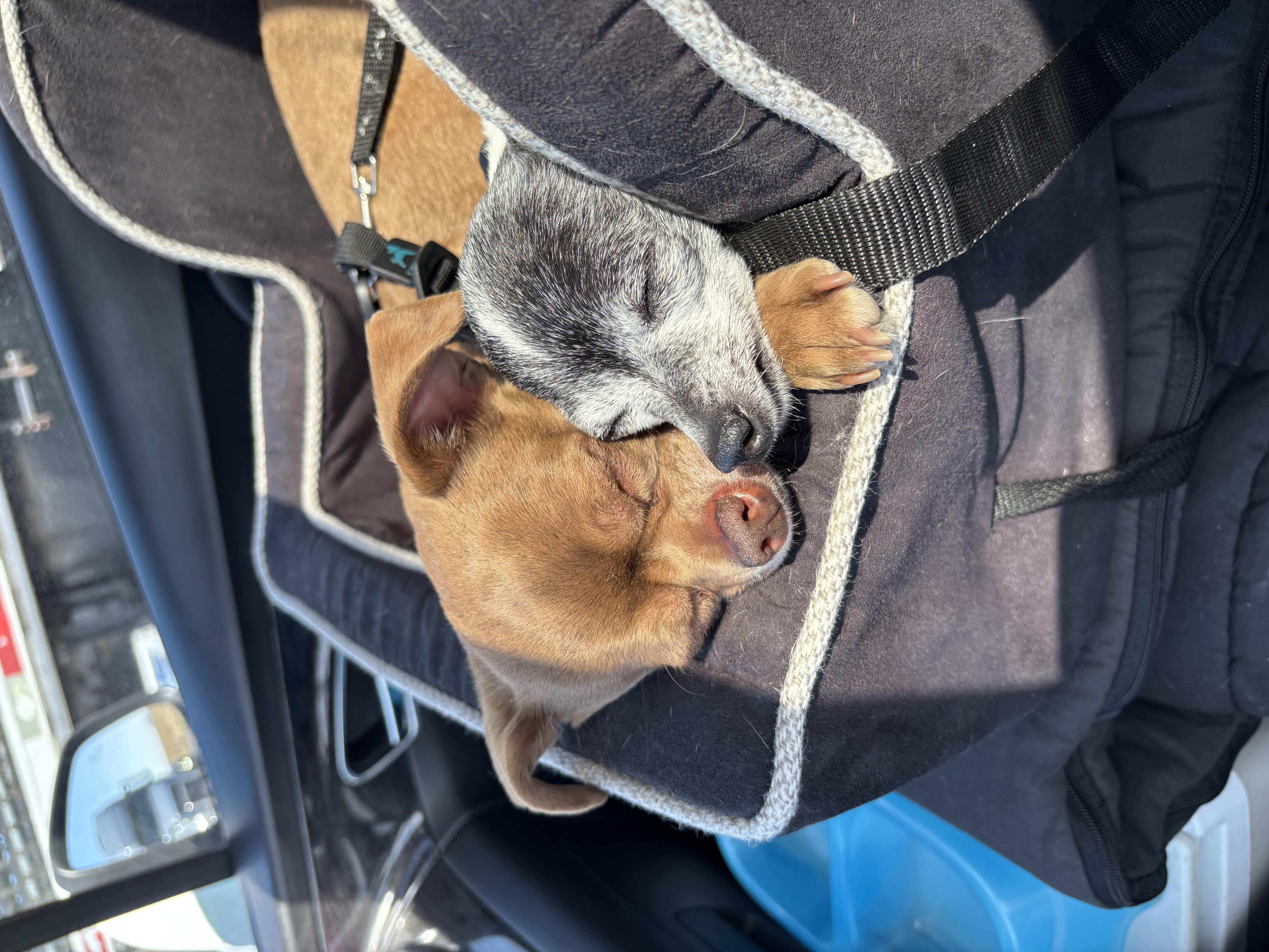 My Co-Pilots My Co-Pilots