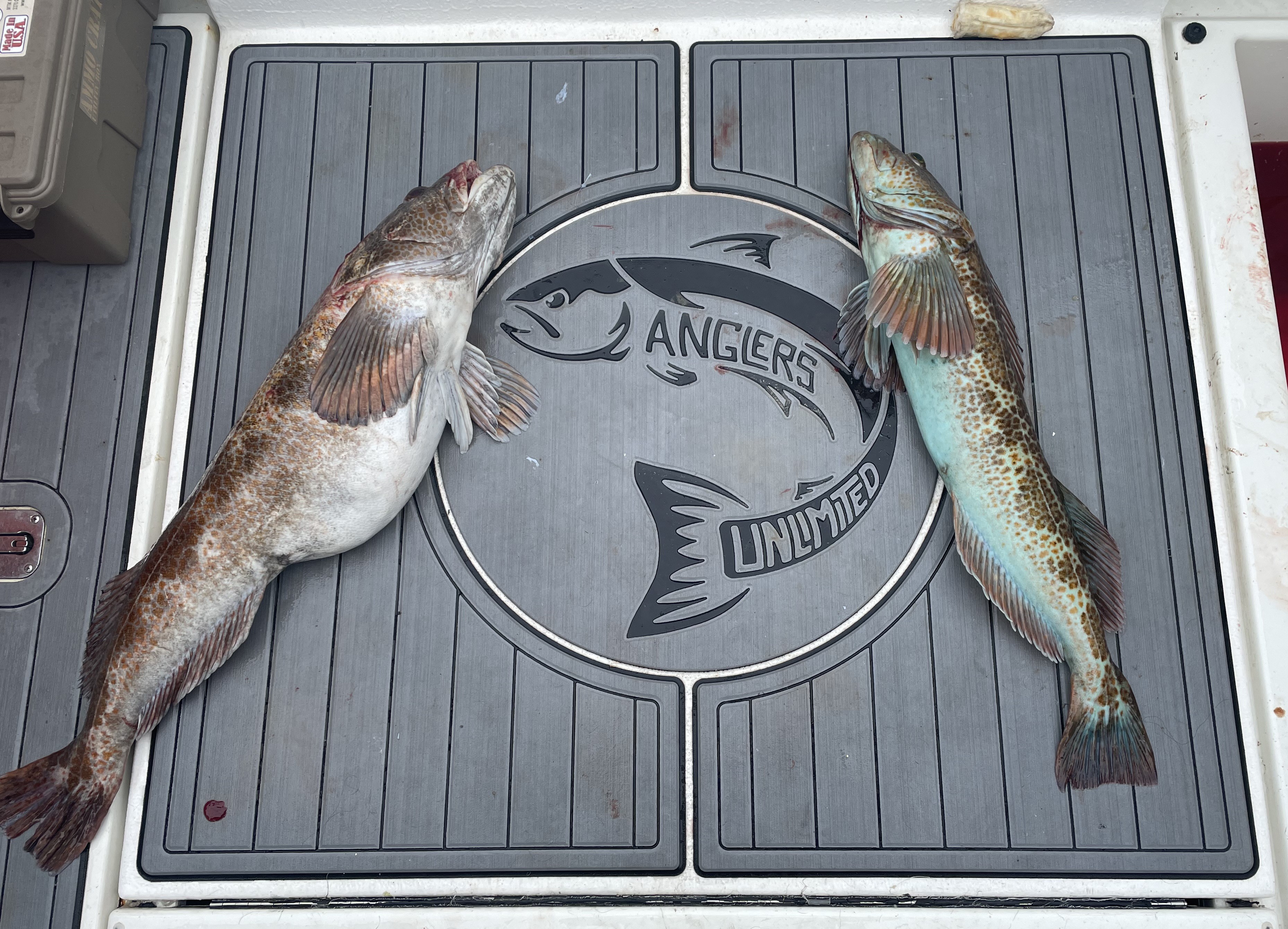 Two lingcod fish