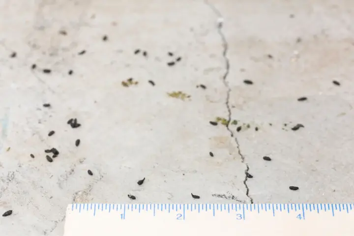 Rodent Droppings Cleanup