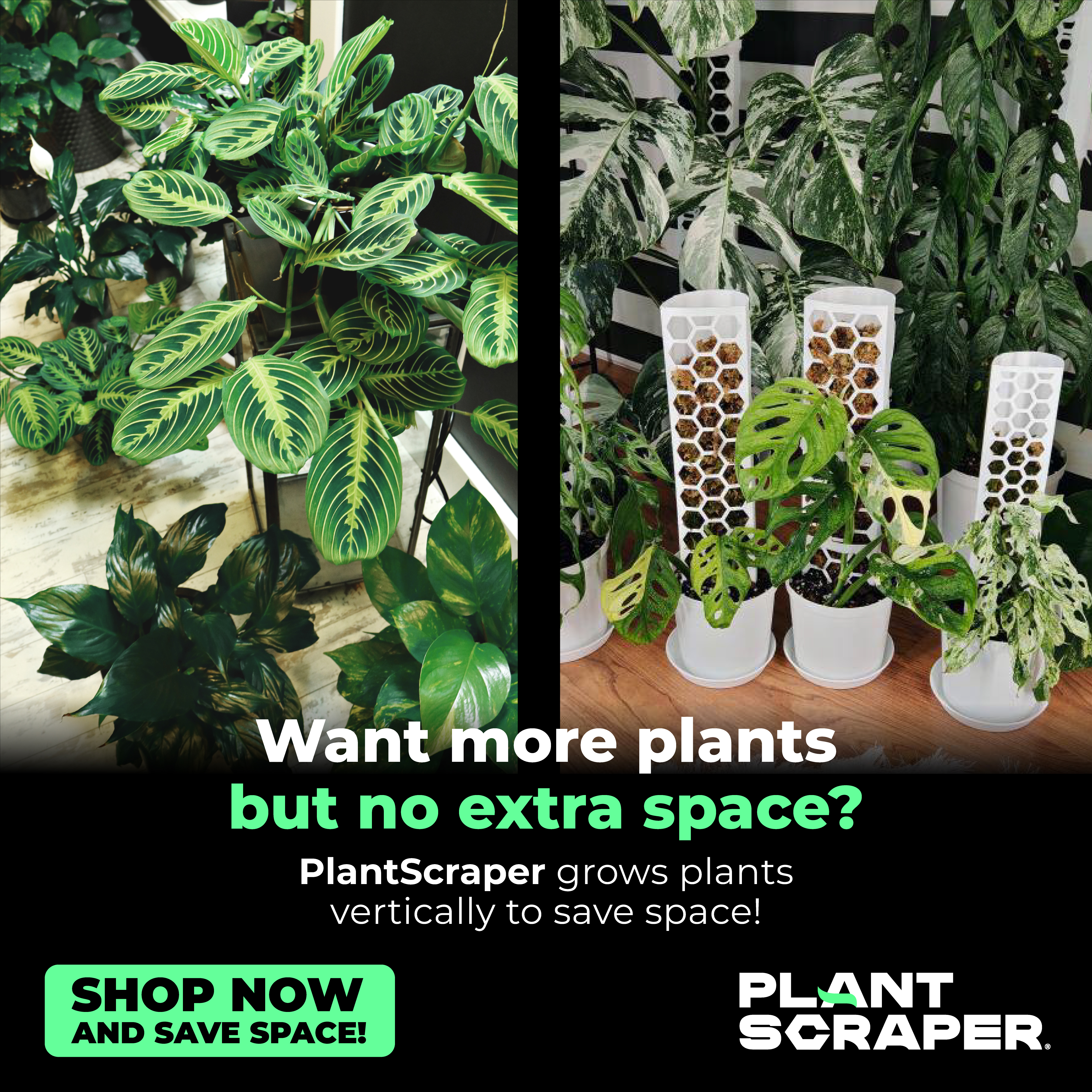 Creatività Plant Scraper - Moss Poles Innovativi