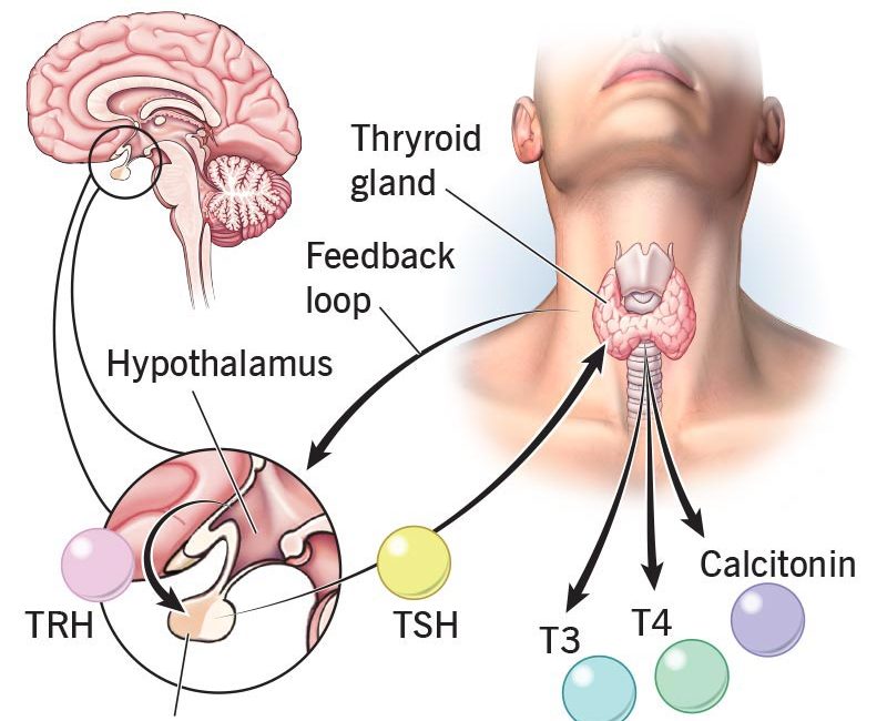 Master regulator thyroid Master regulator thyroid