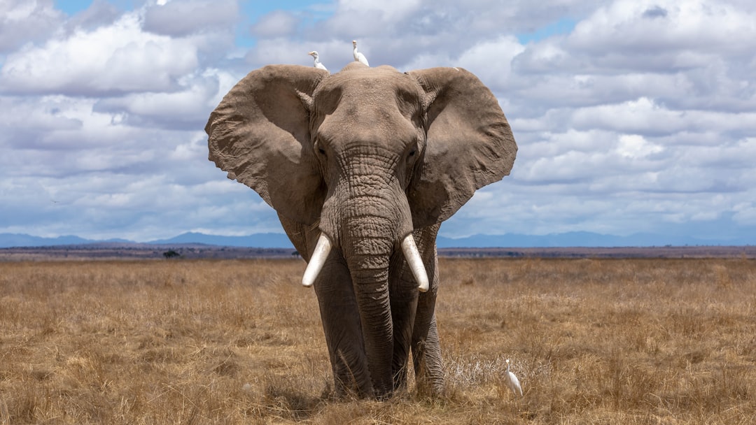 elephant