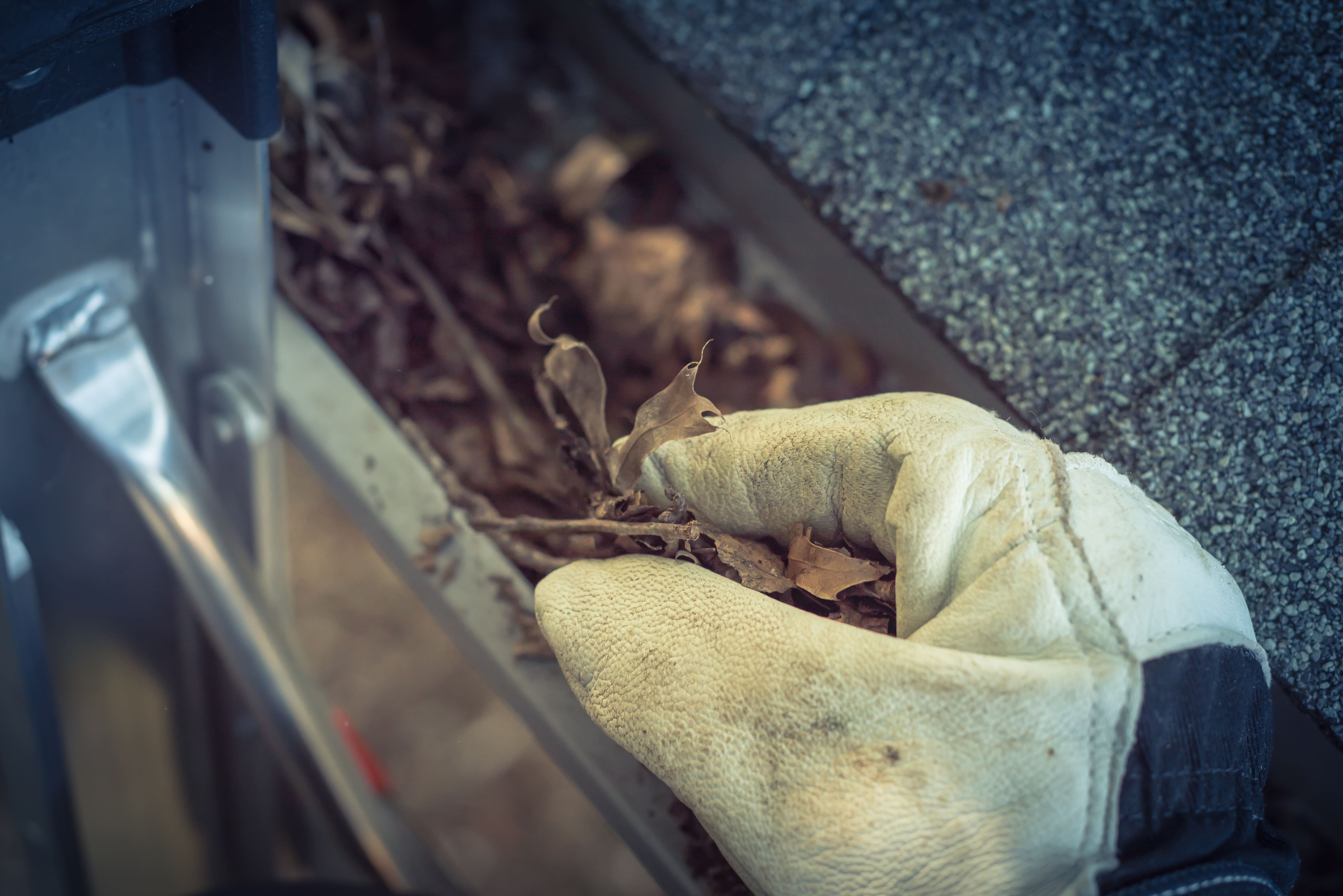 a gloved hand holding leaves