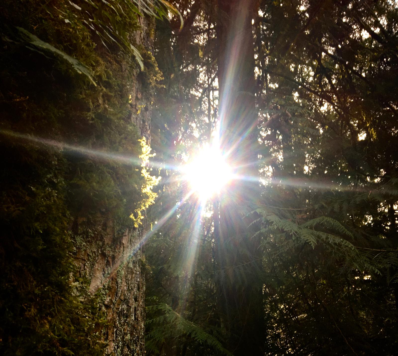 forest light