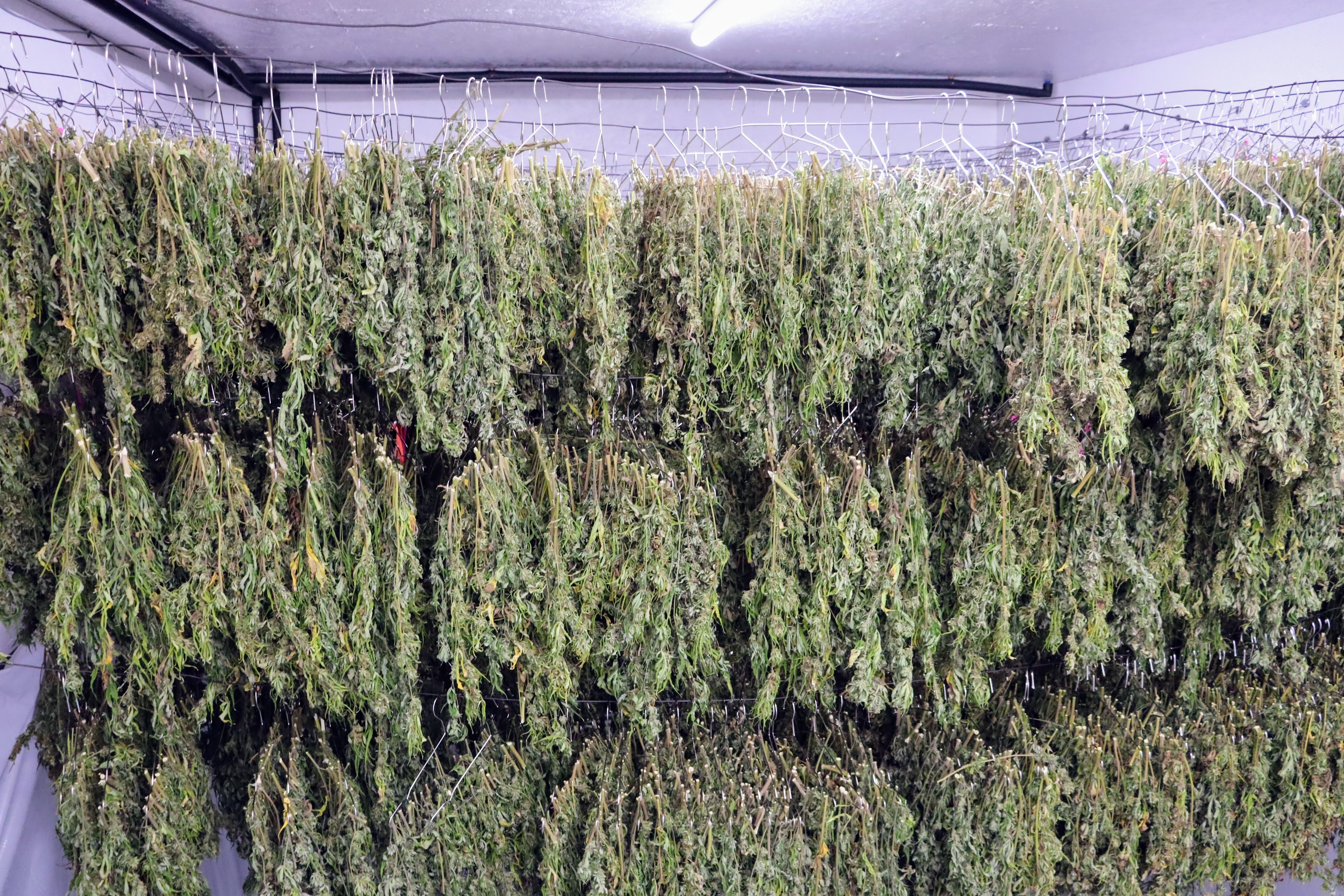 Curing Process Curing Process