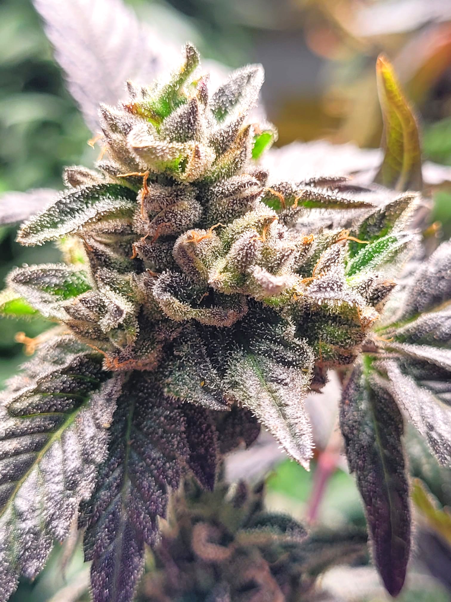 Live Resin Cannabis Plants Live Resin Cannabis Plants