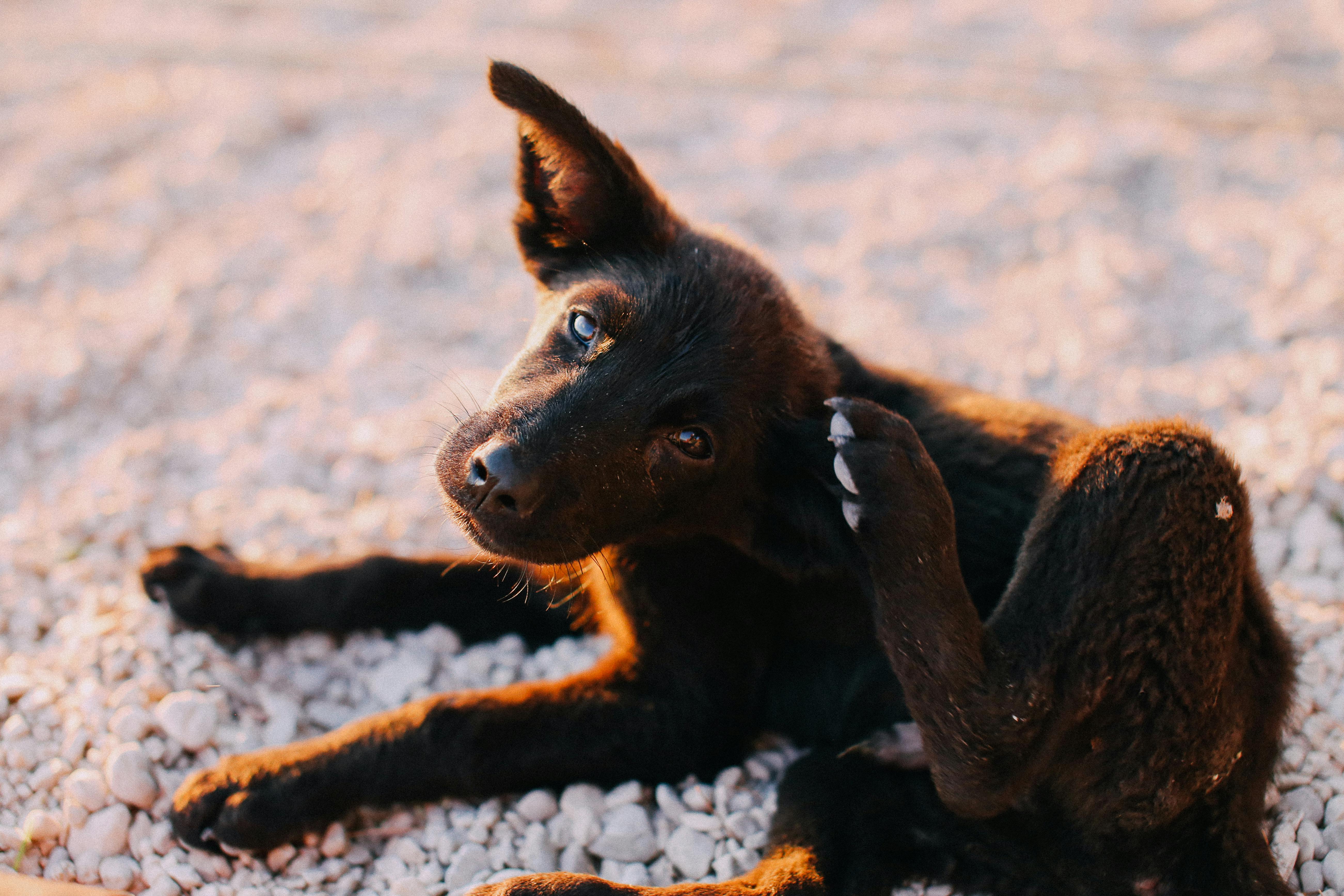 A brown dog scratching his ear with a hind foot