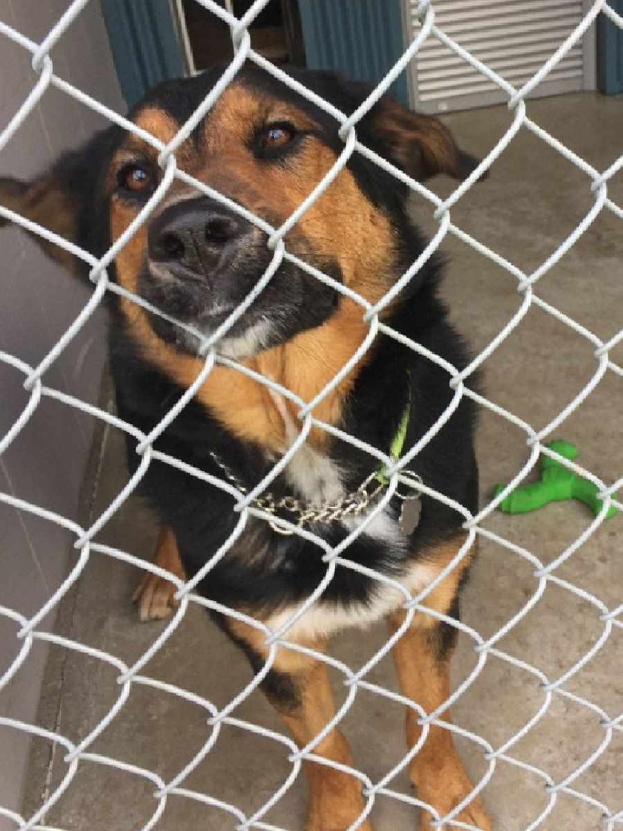shelter dog looking through kennel door shelter dog looking through kennel door