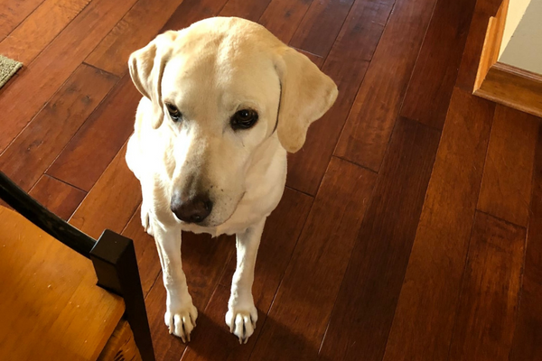 picture of a yellow lab waiting for a treat