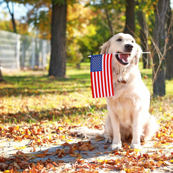 Dog labrador holding the USA flag