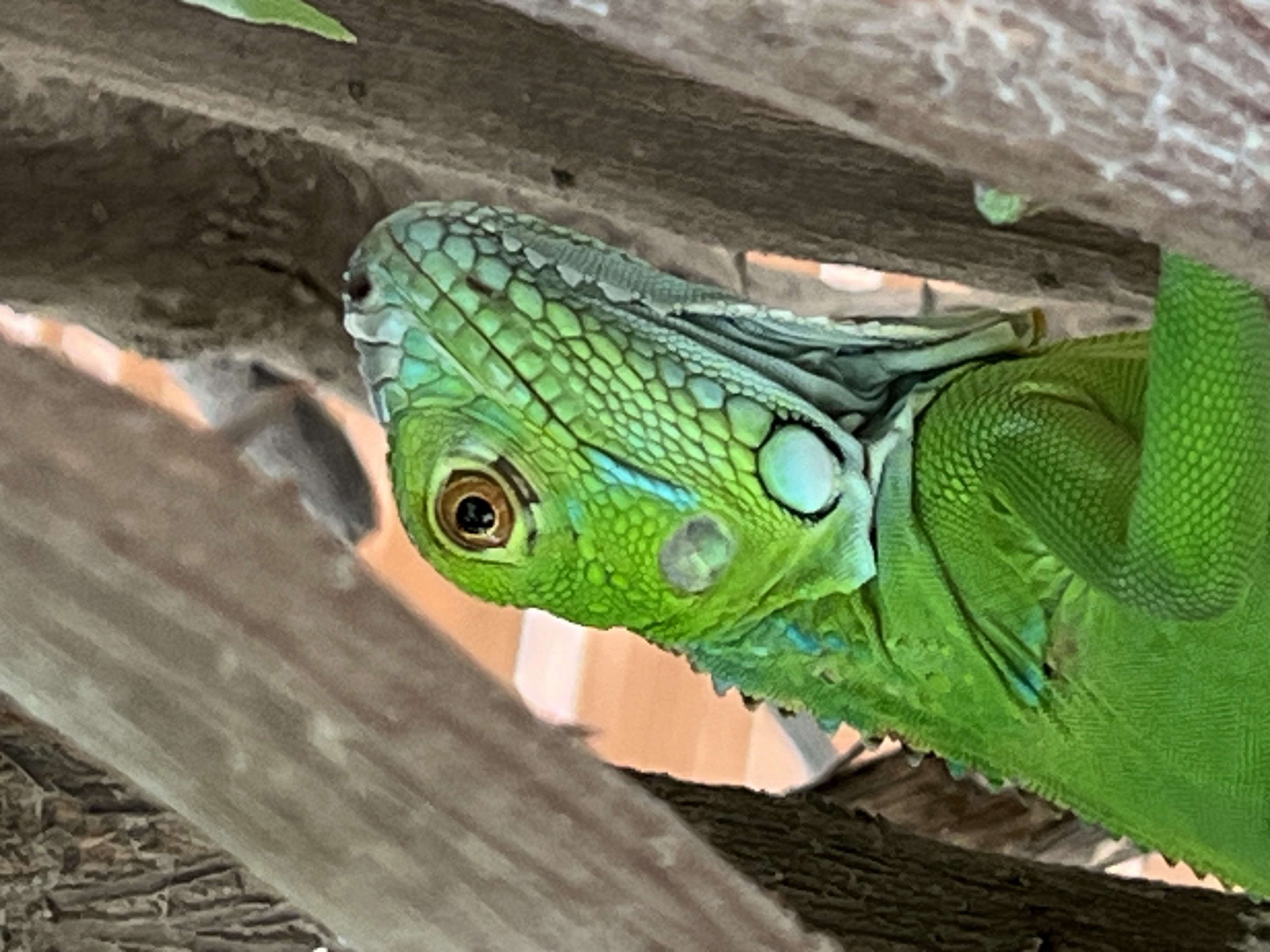Nature & Wildlife