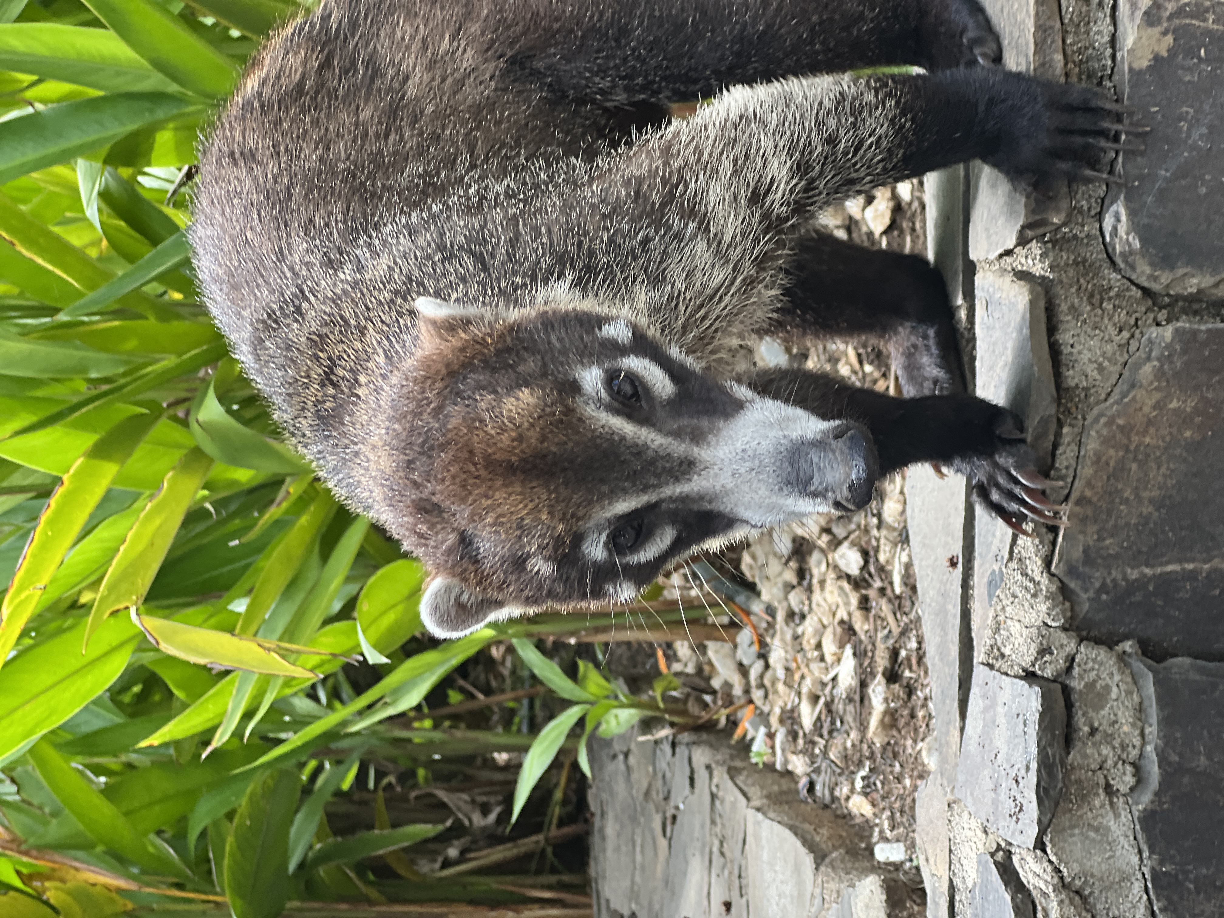 Wildlife