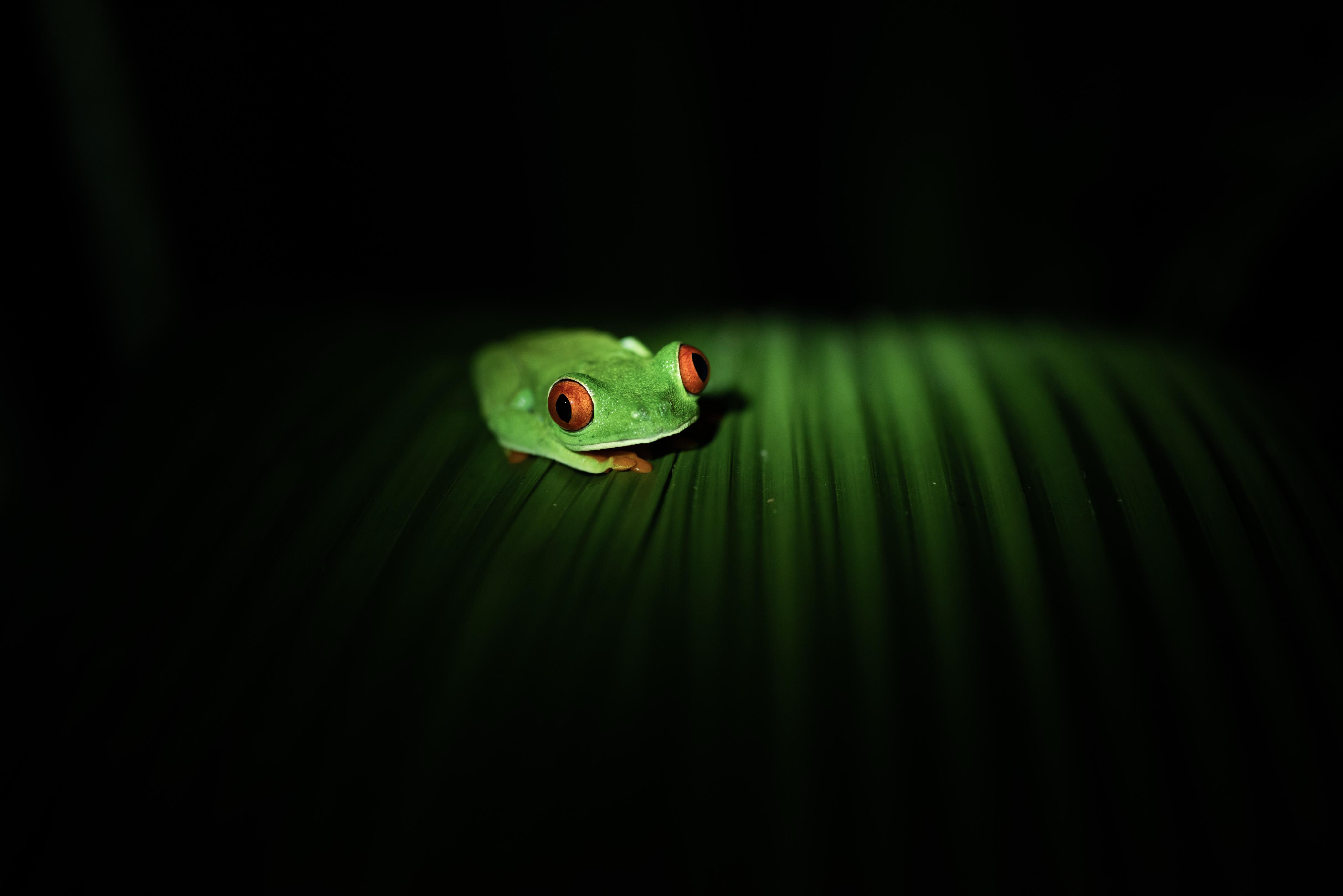 Wildlife