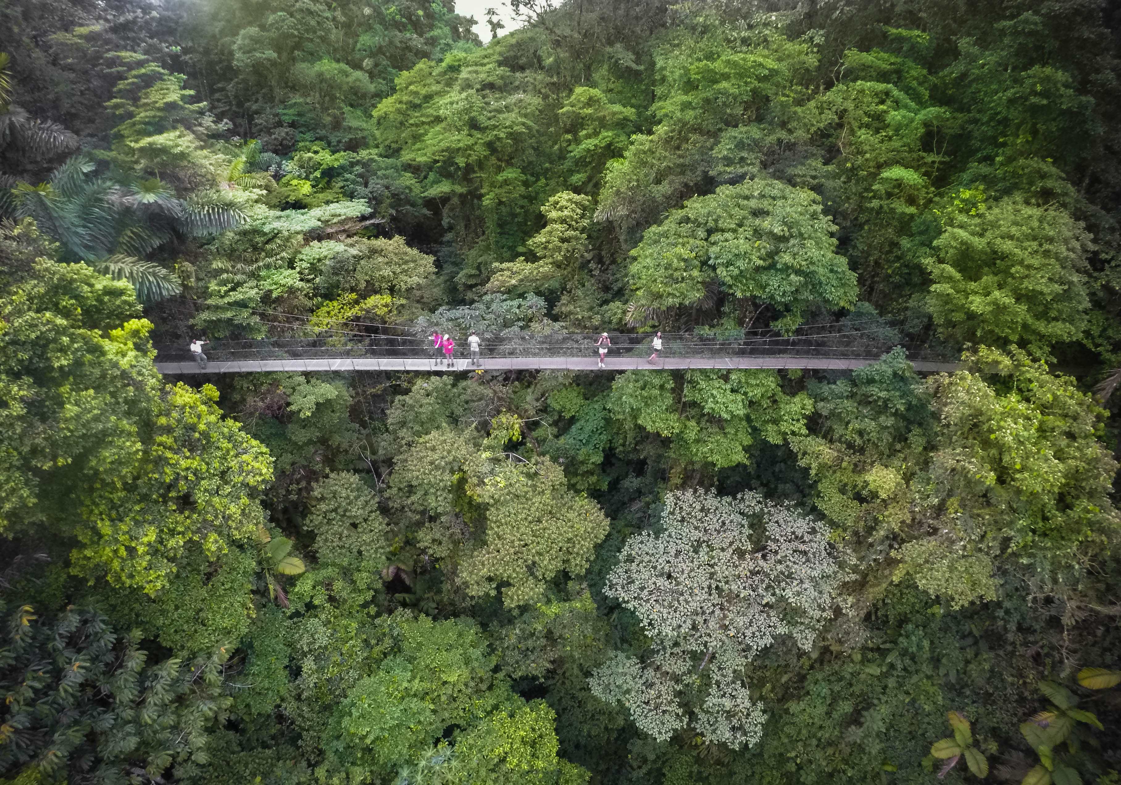 Hanging Bridges
