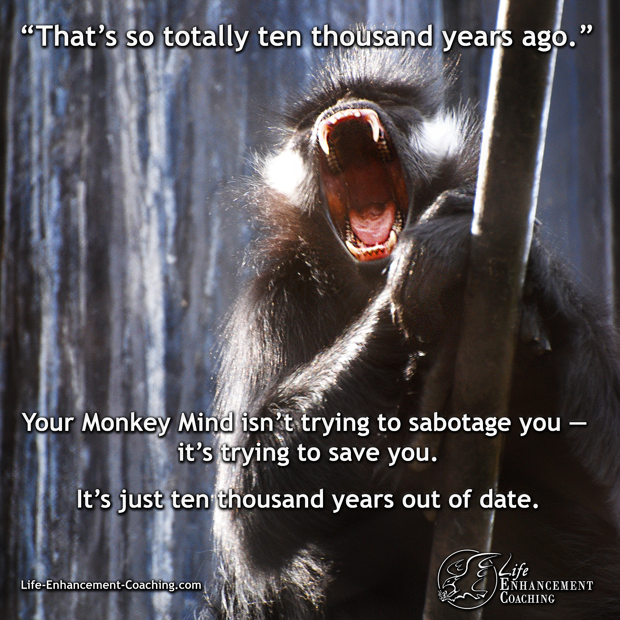 Taming the Monkey Mind