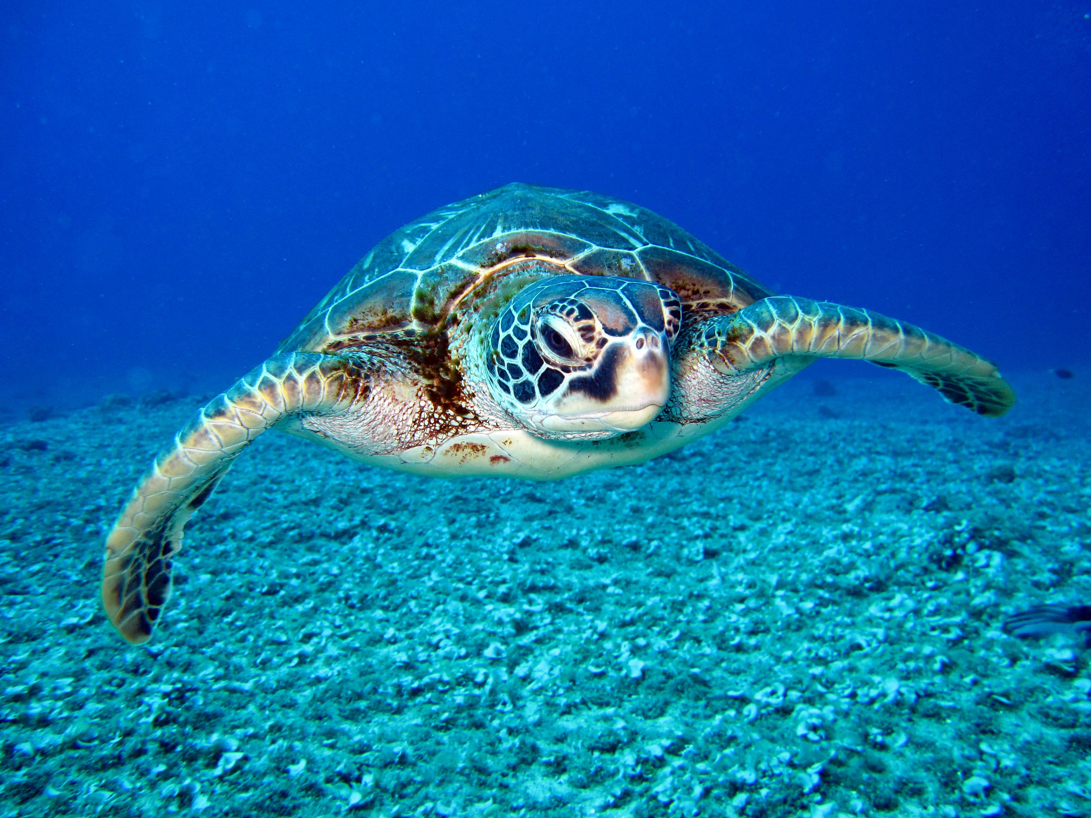 Sea Turtle Sea Turtle