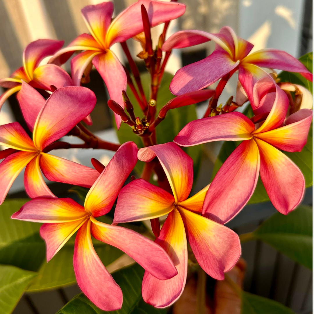 SPI Flowers SPI Flowers