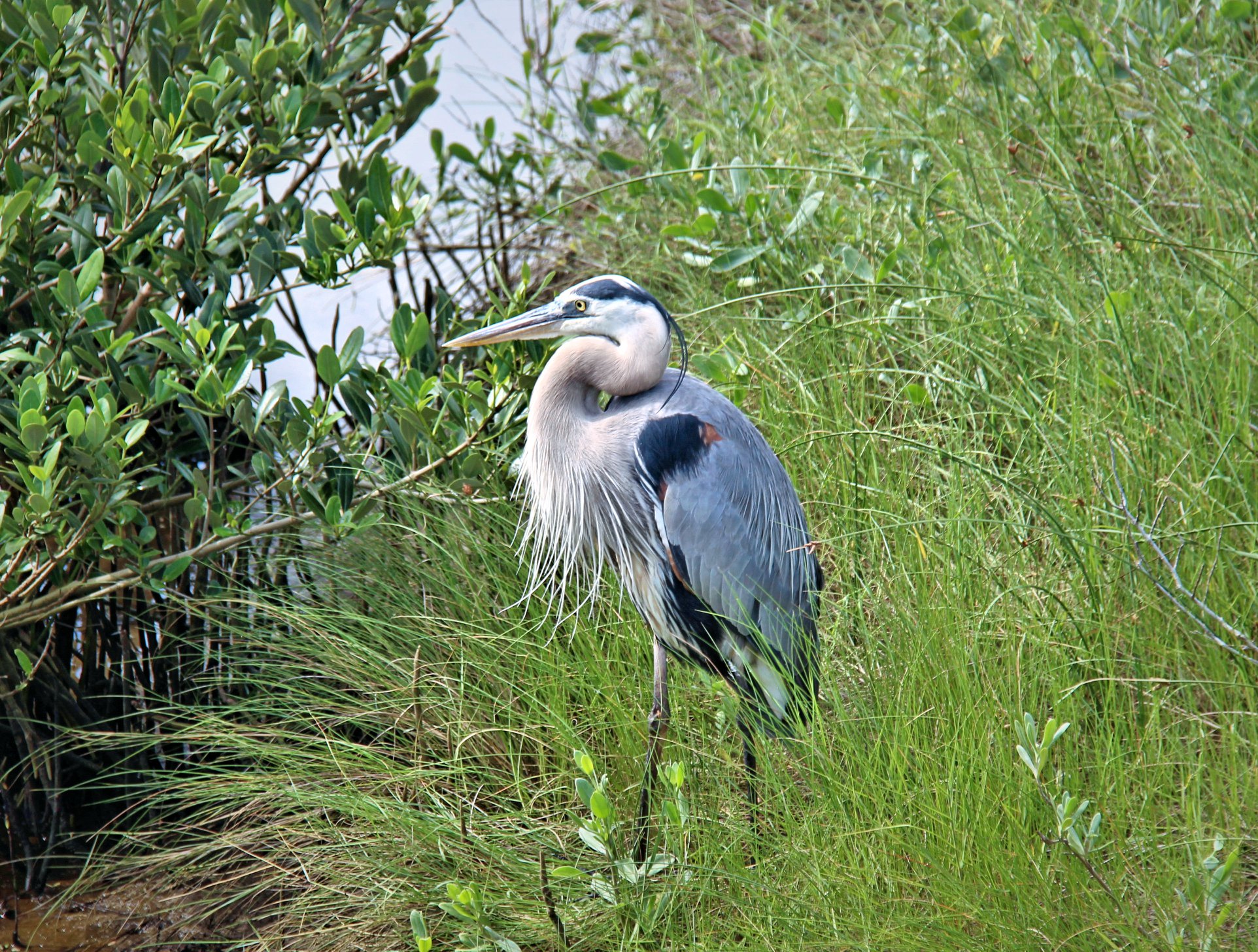 Great Blue Heron Great Blue Heron