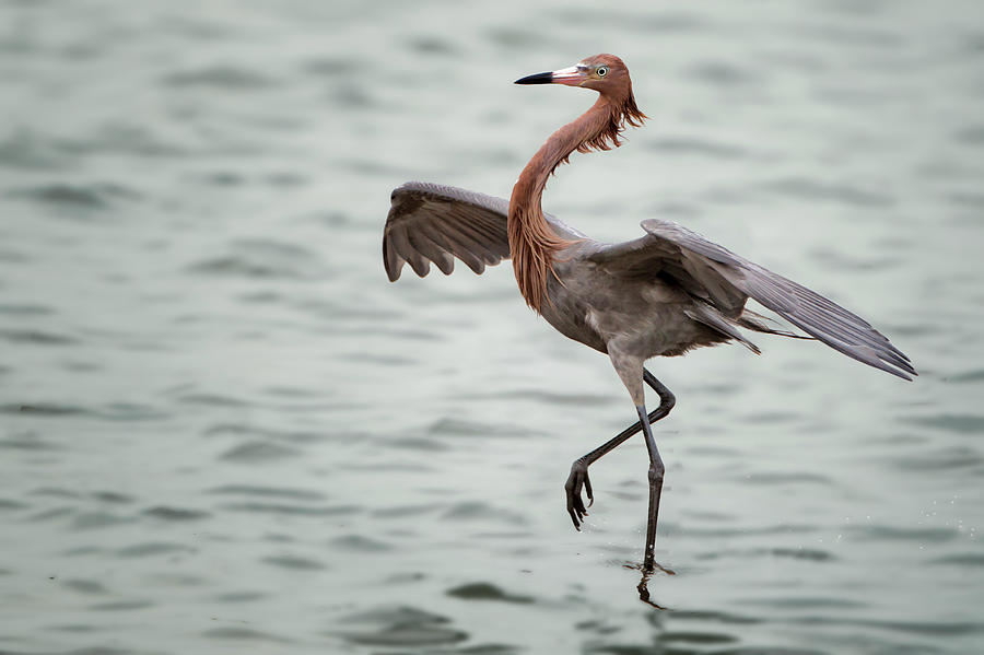 Reddish Egret Reddish Egret