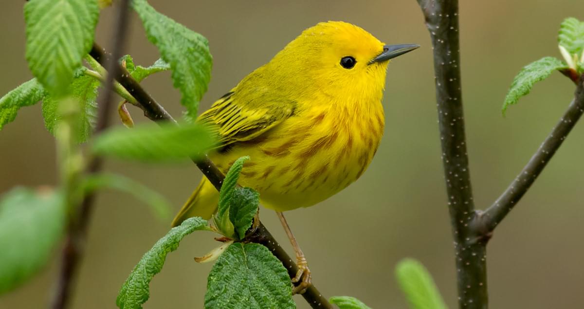 Yellow Warbler Yellow Warbler