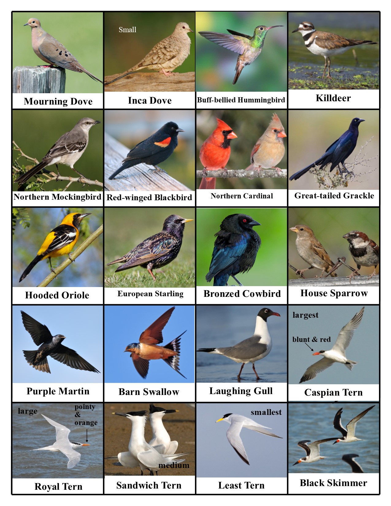 SPI Birding Center SPI Birding Center