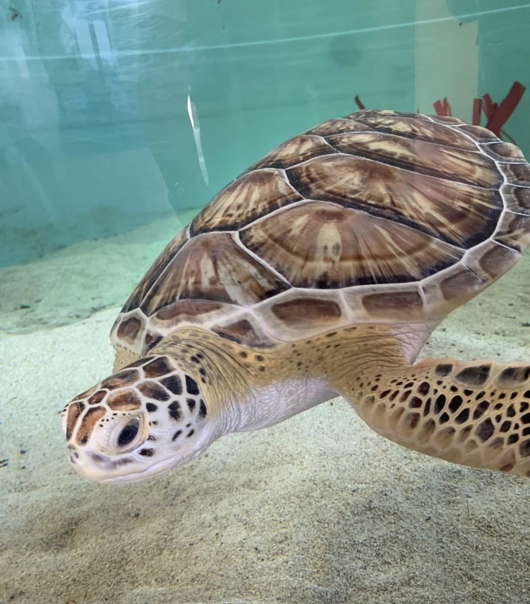 Sea Turtle Inc. Sea Turtle Inc.