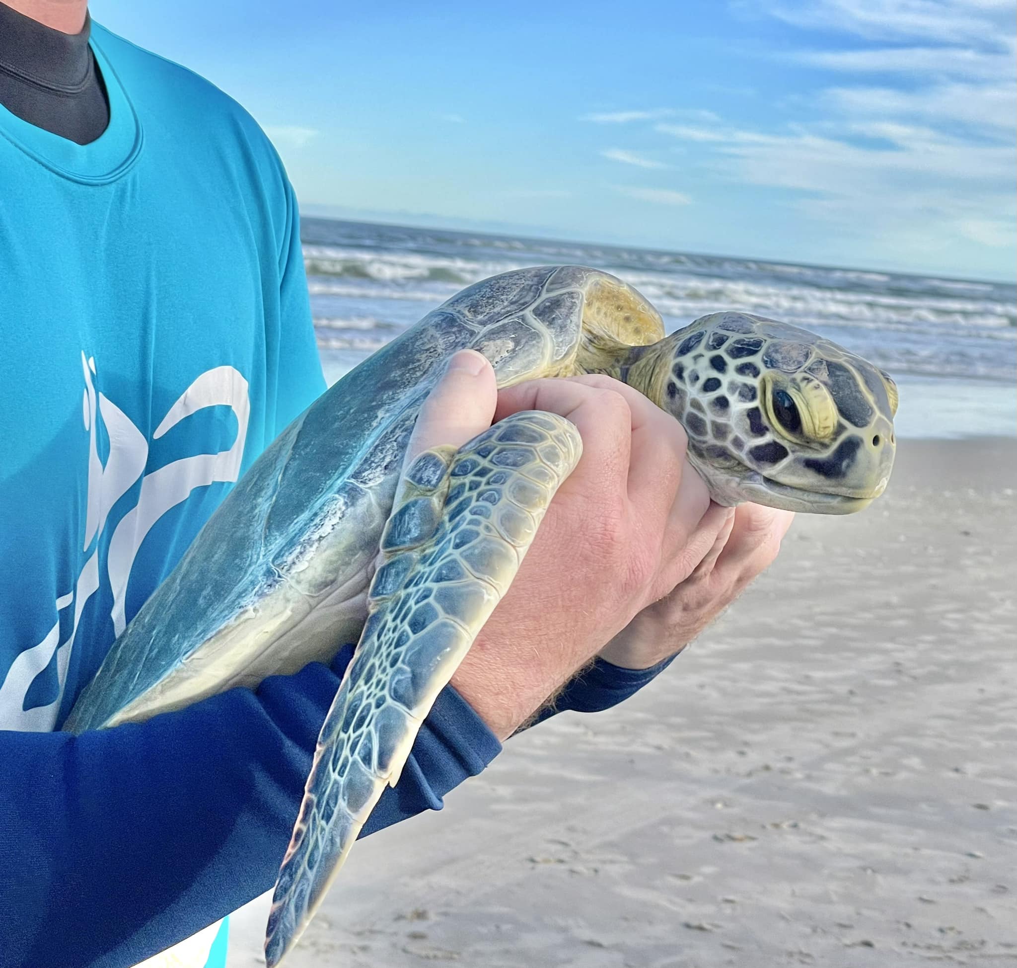 Sea Turtle Rescue Sea Turtle Rescue