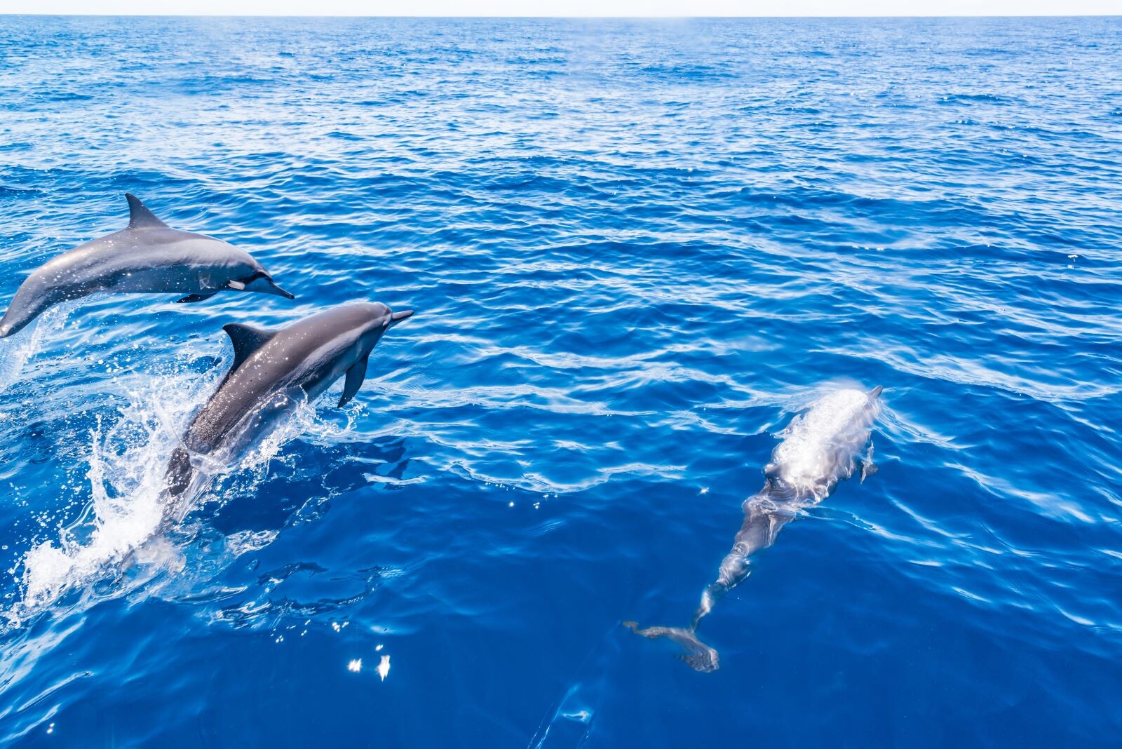 Dolphin Watch