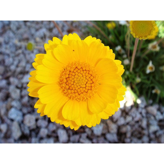 Desert Marigold