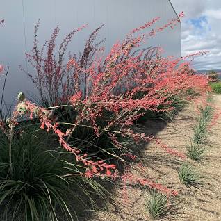 Red Yucca