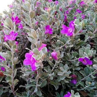 Texas Sage