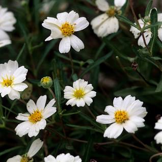 Blackfoot Daisy