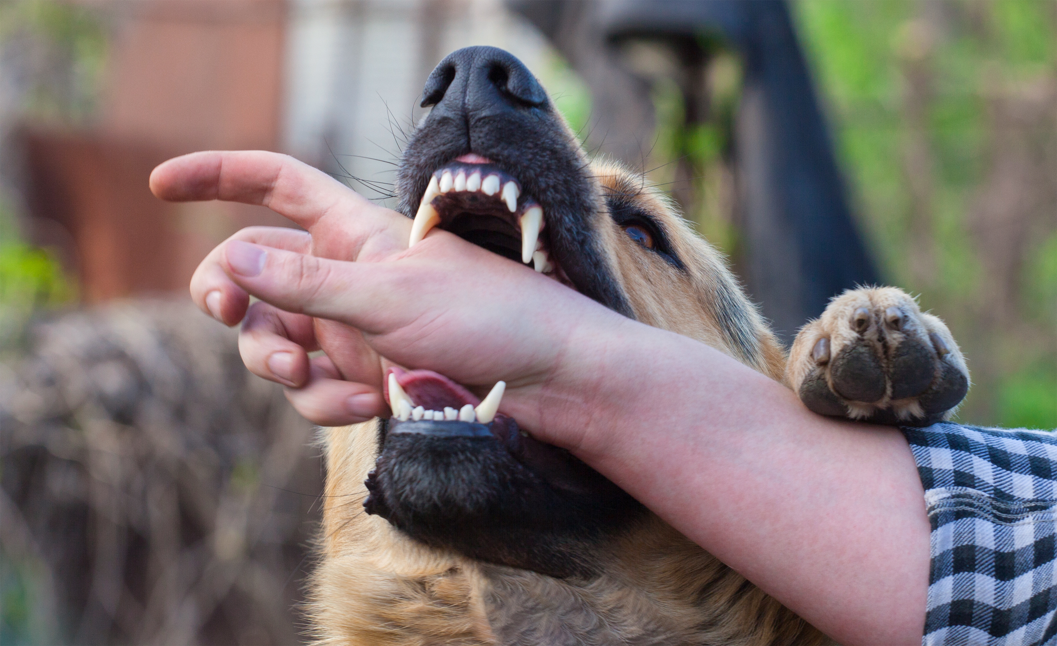 dog bite injury