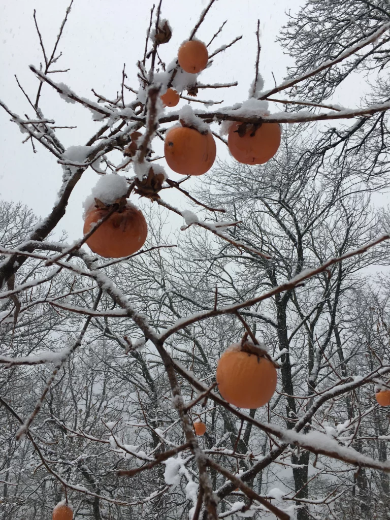 Persimmon tree in winter