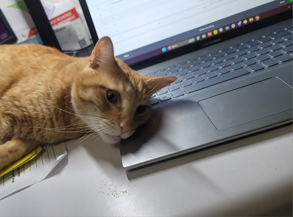 Stripey on laptop Stripey on laptop