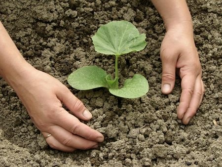 Aarden. Hier zie je een plant in de aarde gestopt worden. Met aarden word wandelen op aarde met bloten voeten bedoeld