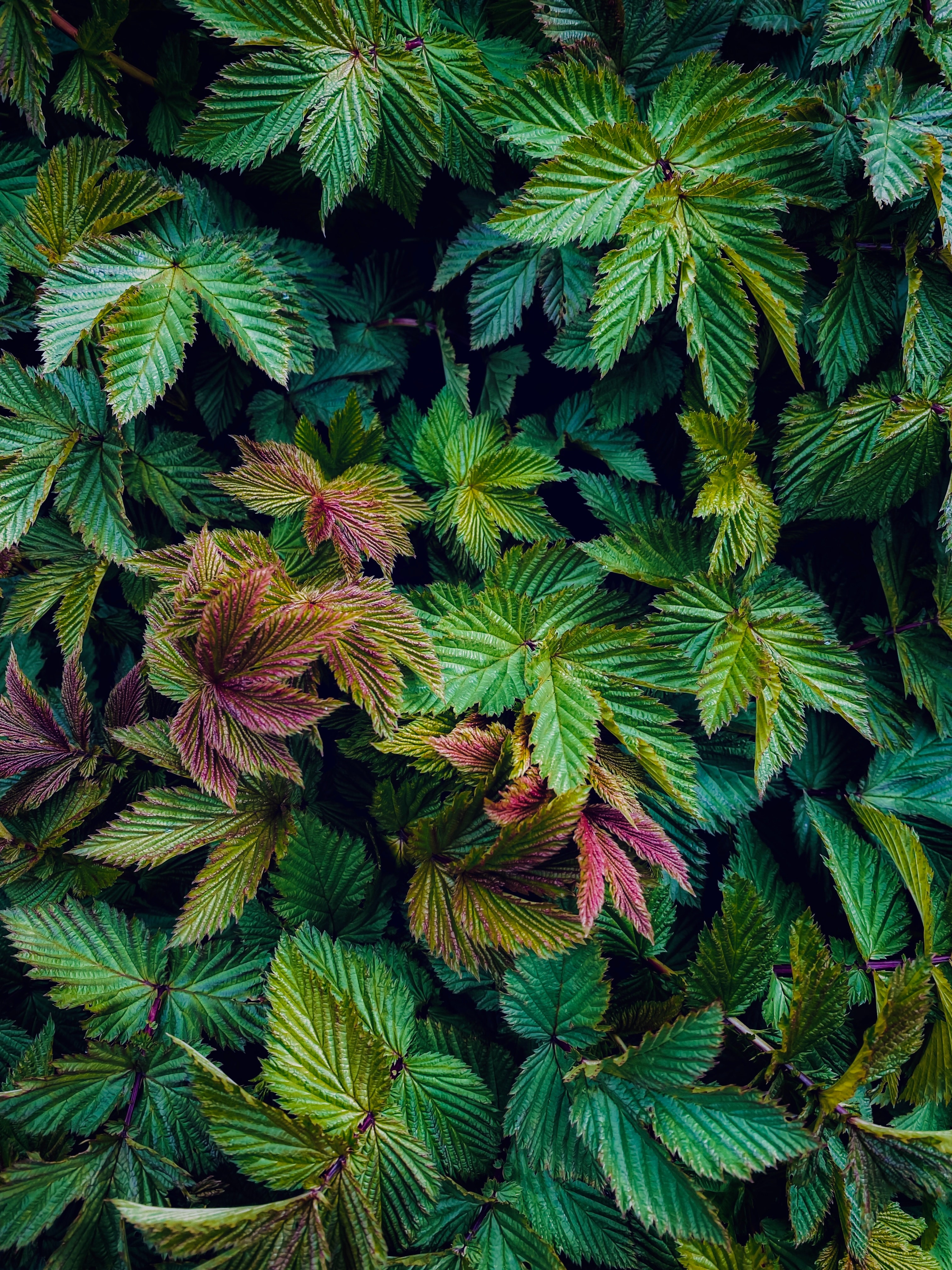 raspberry bush