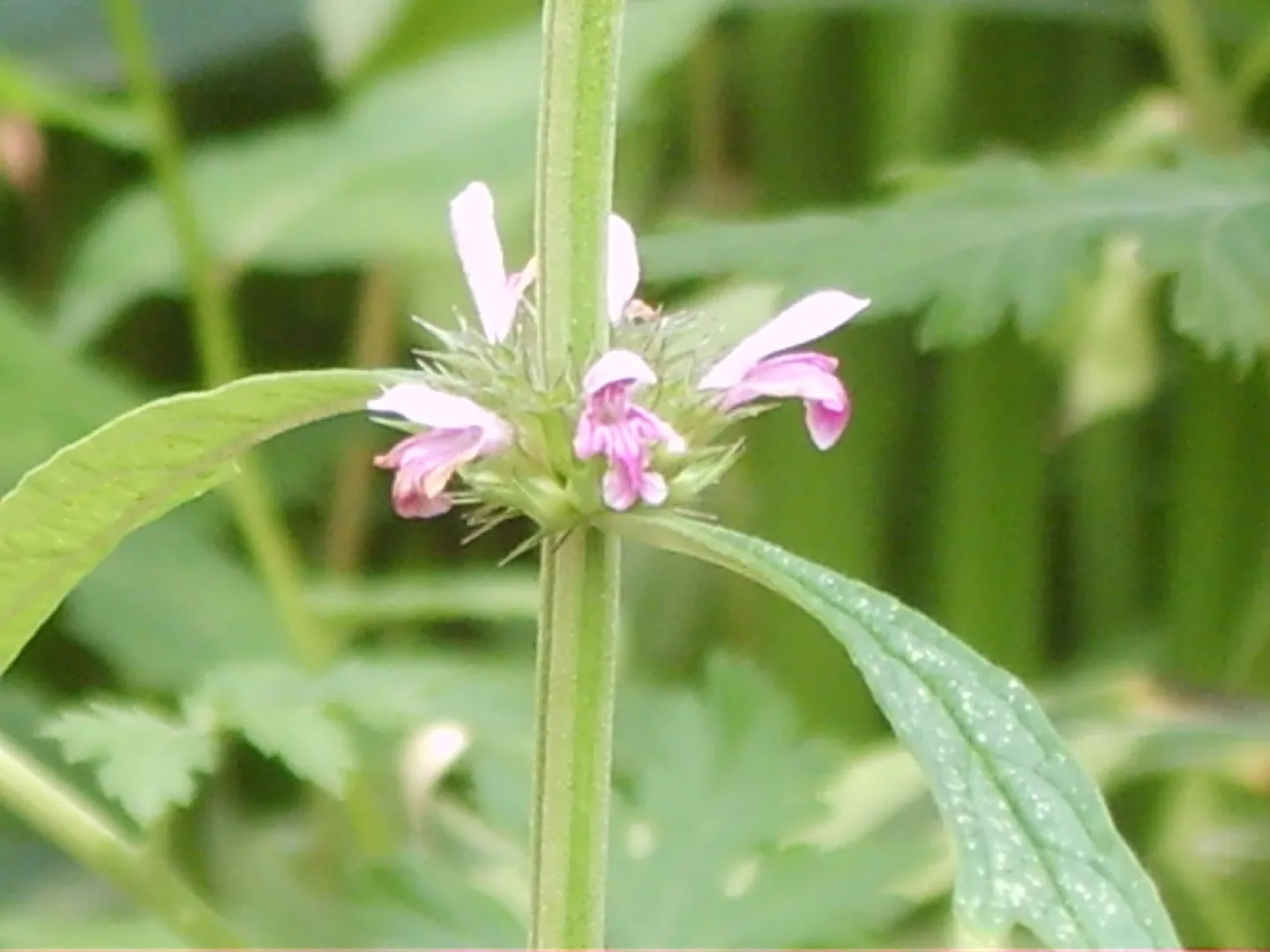 motherwort