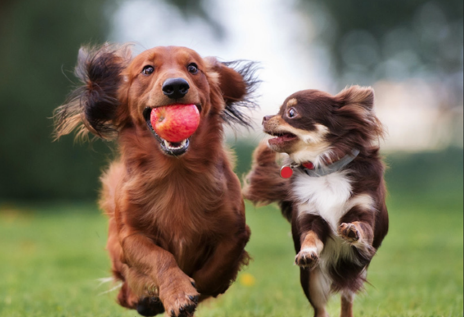 The Truth About Dog Socialization: What Every Pet Parent Should Know