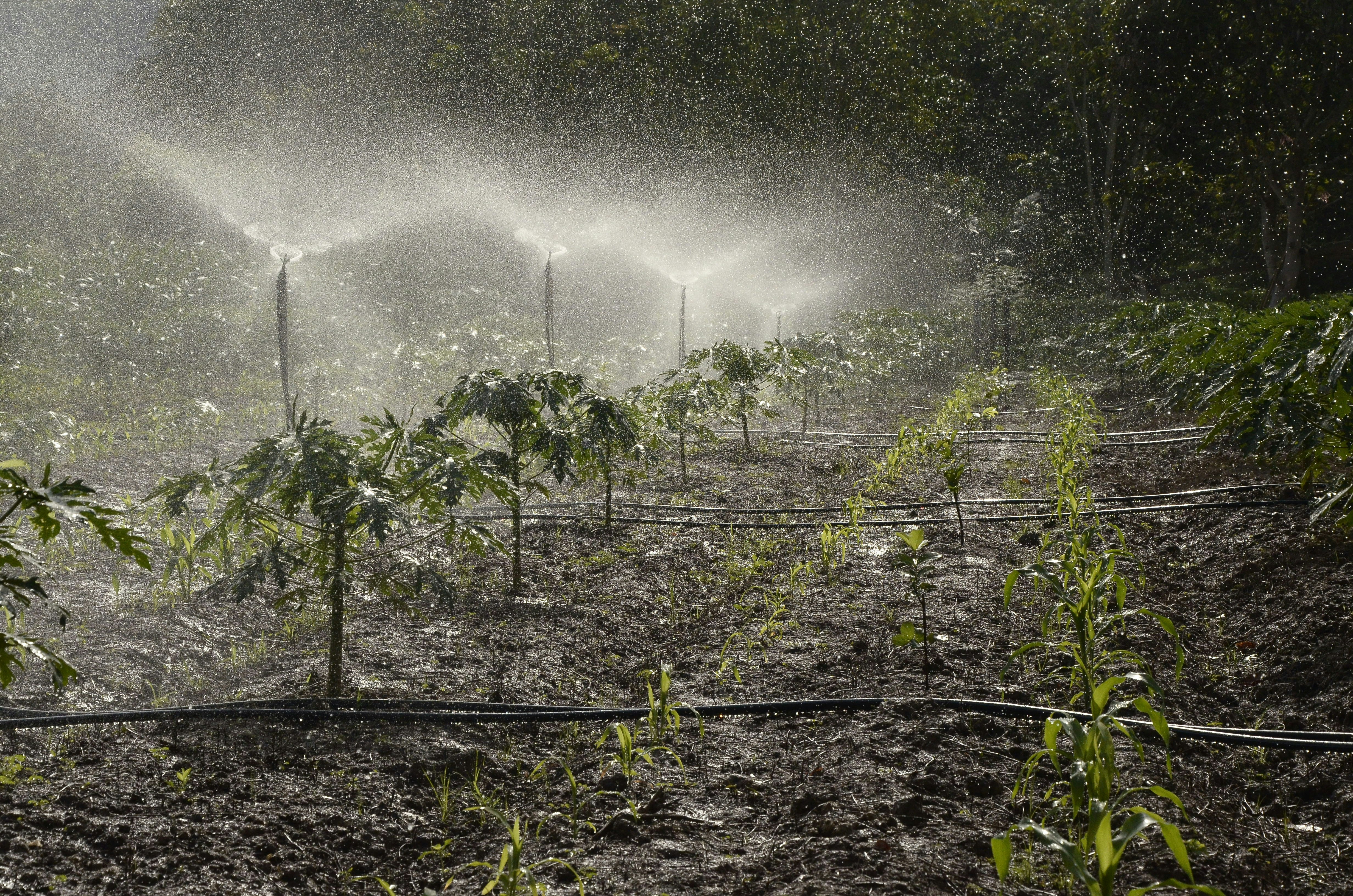 sprinklers from an irrigation system