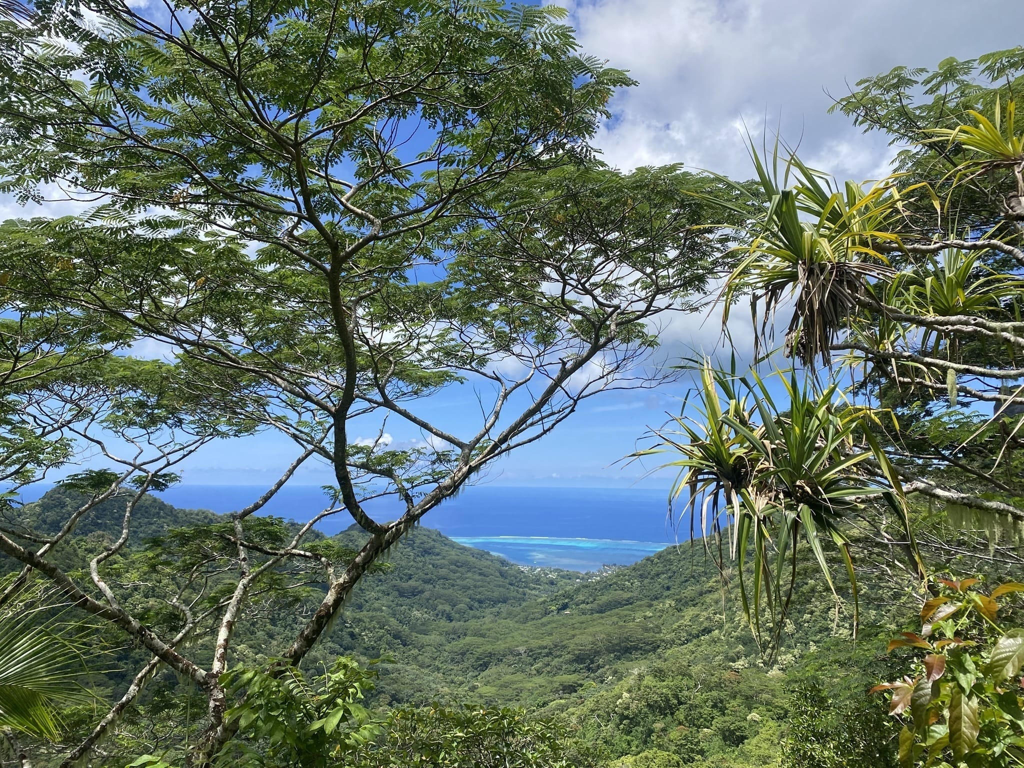 vue trois cocotiers