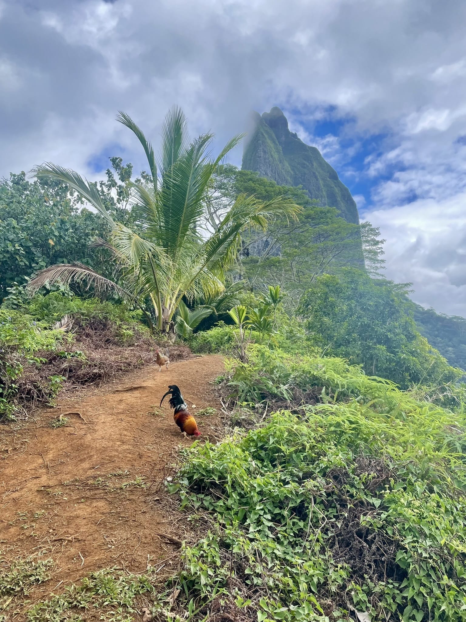 sentier trois cocotiers